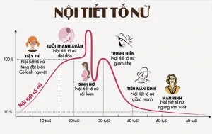 Nội Tiết Tố Nữ Là Gì?